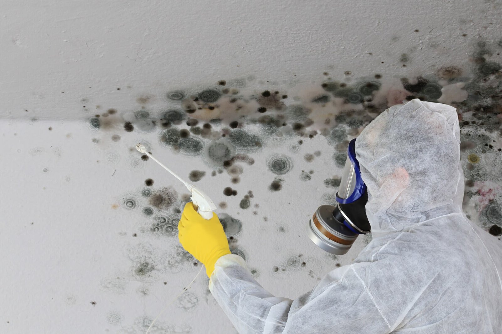 Black Mold Removal okc